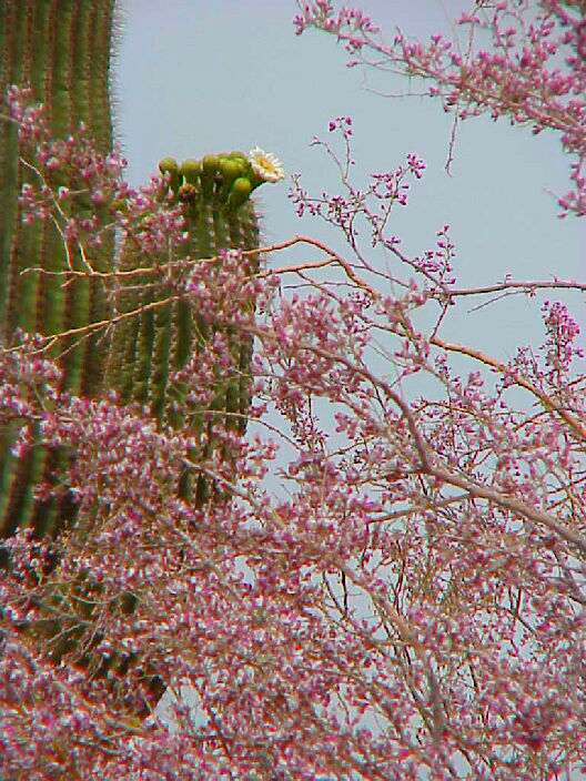 saguarosmoketree.jpg