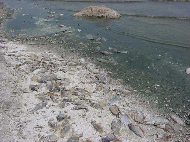 Salton Sea - Effects of algae bloom