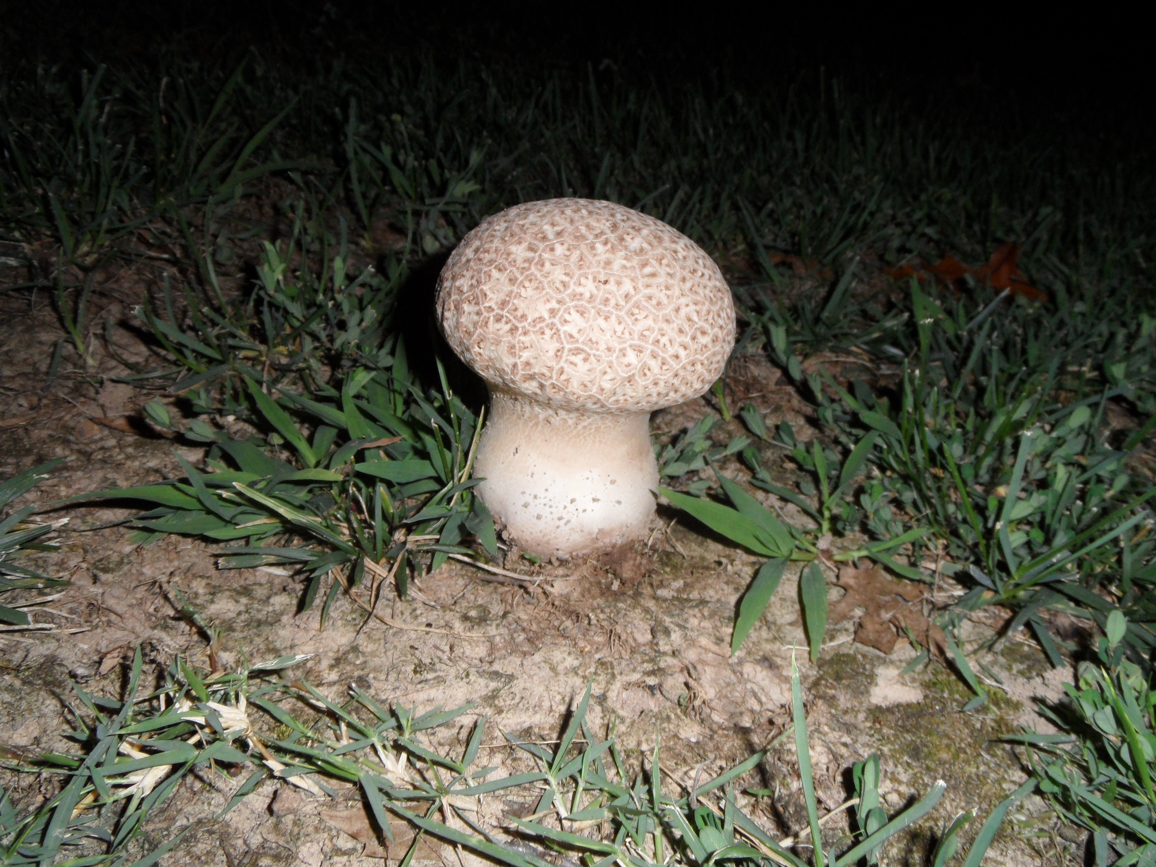 Mushroom