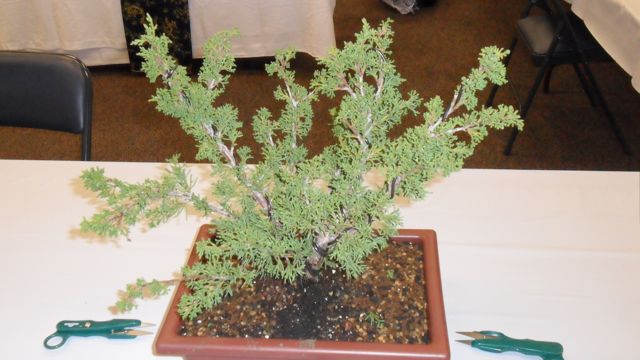 Student Bonsai - before trimming