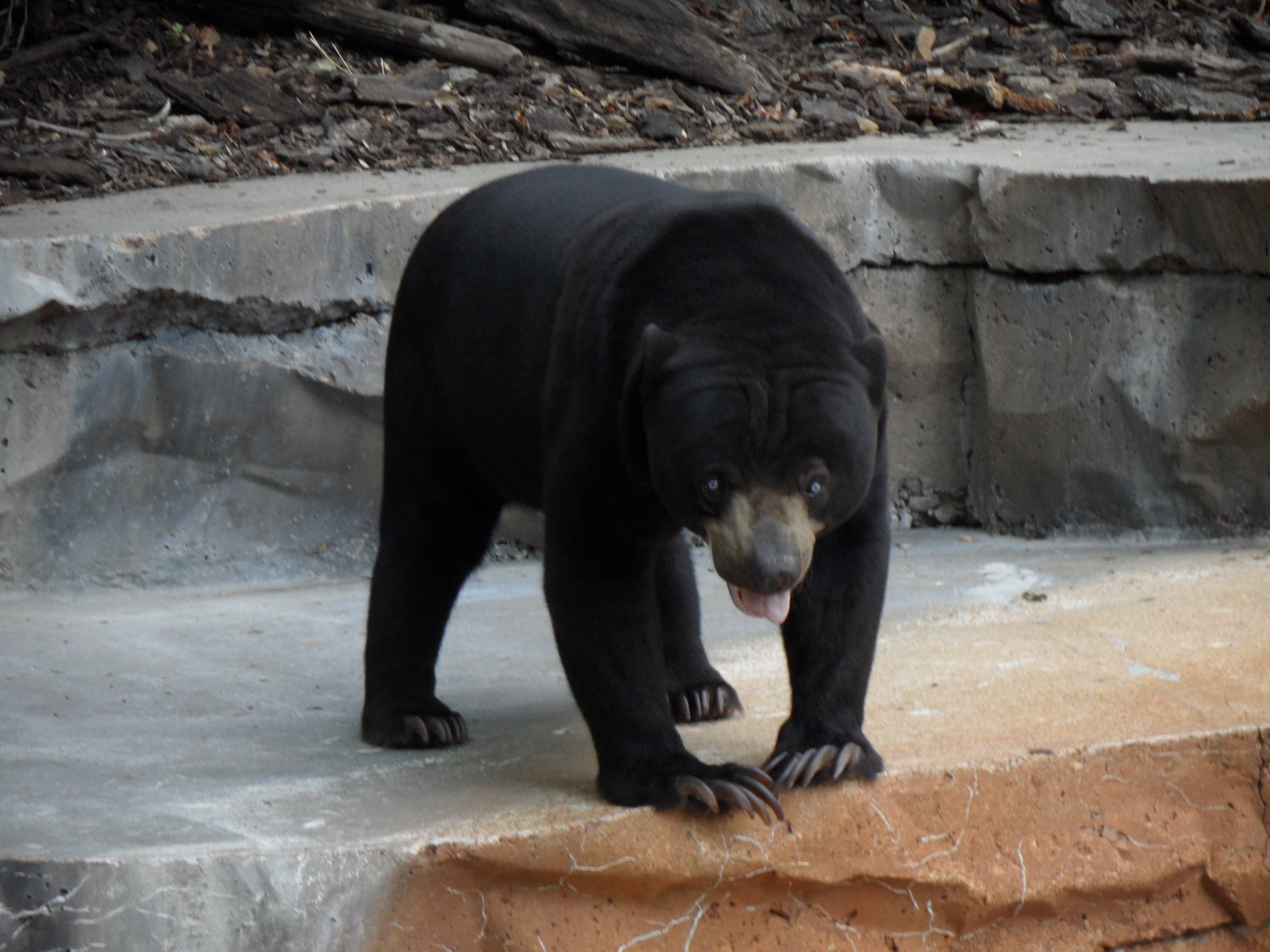 Black Bear