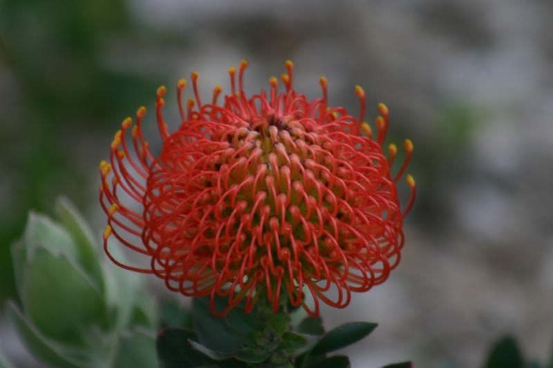 saprotea3.jpg