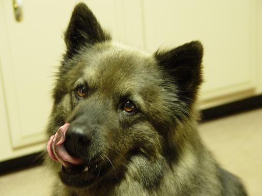 sarge1.jpg