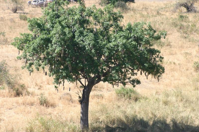 Sausage Tree