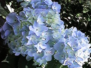 blue hydrangea