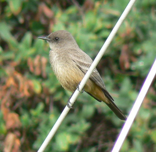says_phoebe_sayornis_saya.jpg