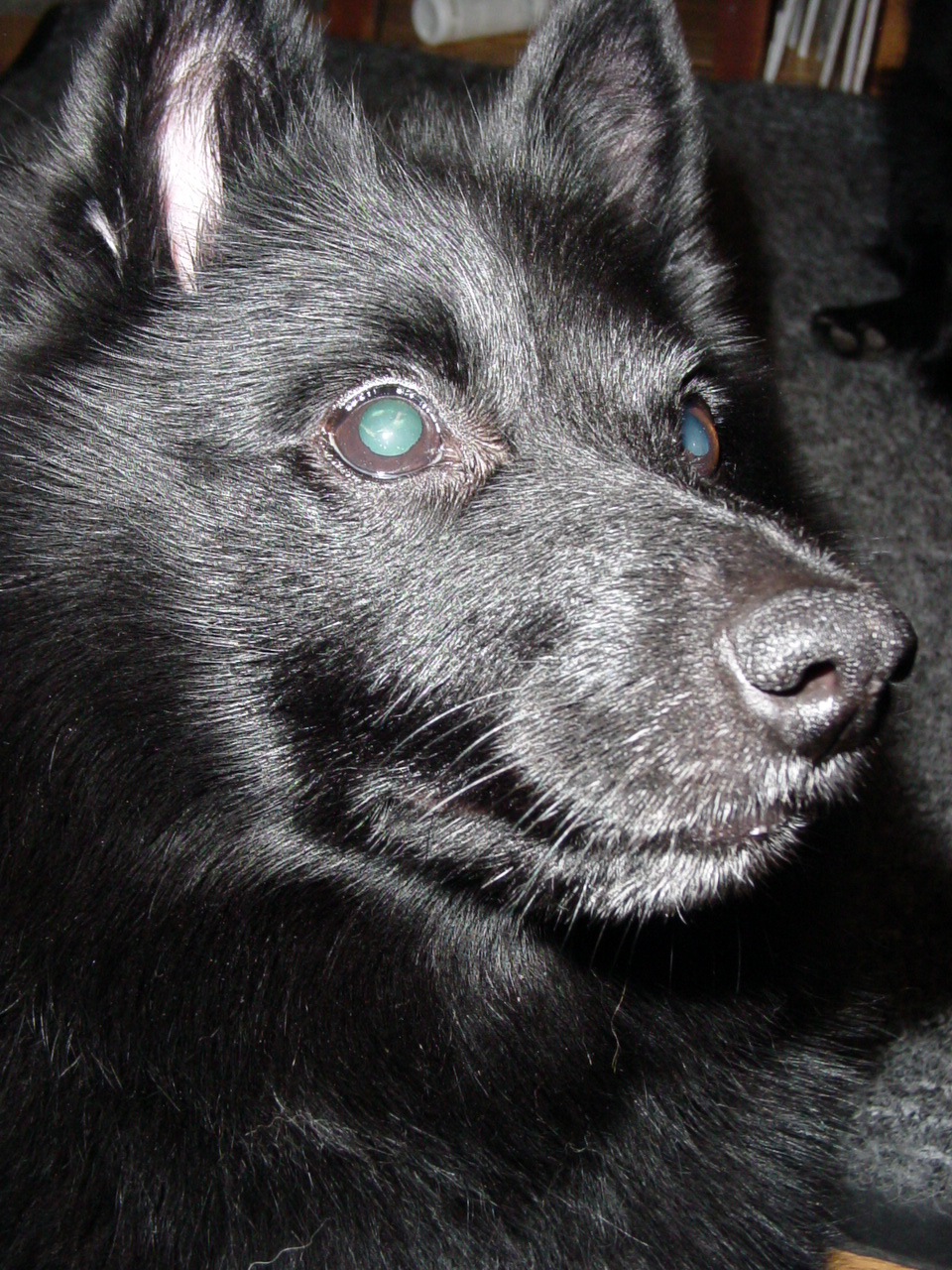 Schipperke