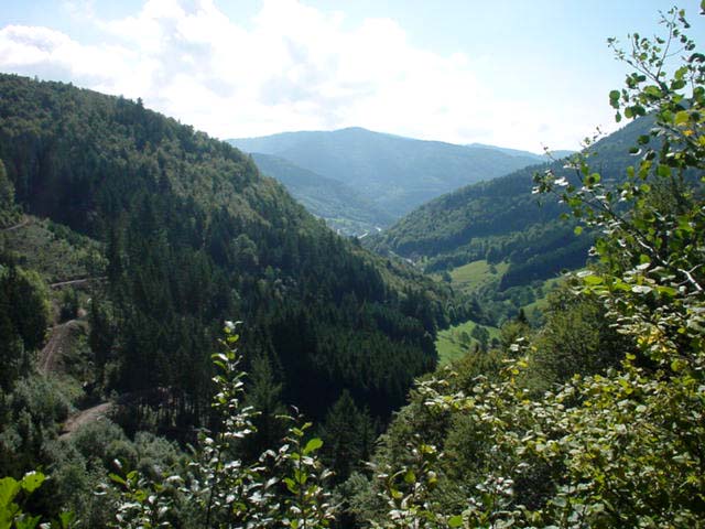 Scwarzwald in Germany (Black Forest)