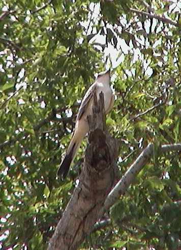 scissortailedflycatcher.jpg