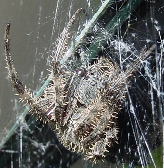 Spider on conference room window - what is it?