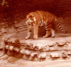 Tiger at San Diego Zoo, California