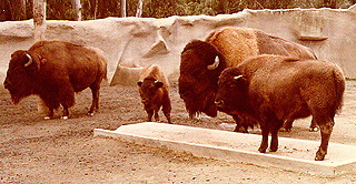 sdzoo011.jpg