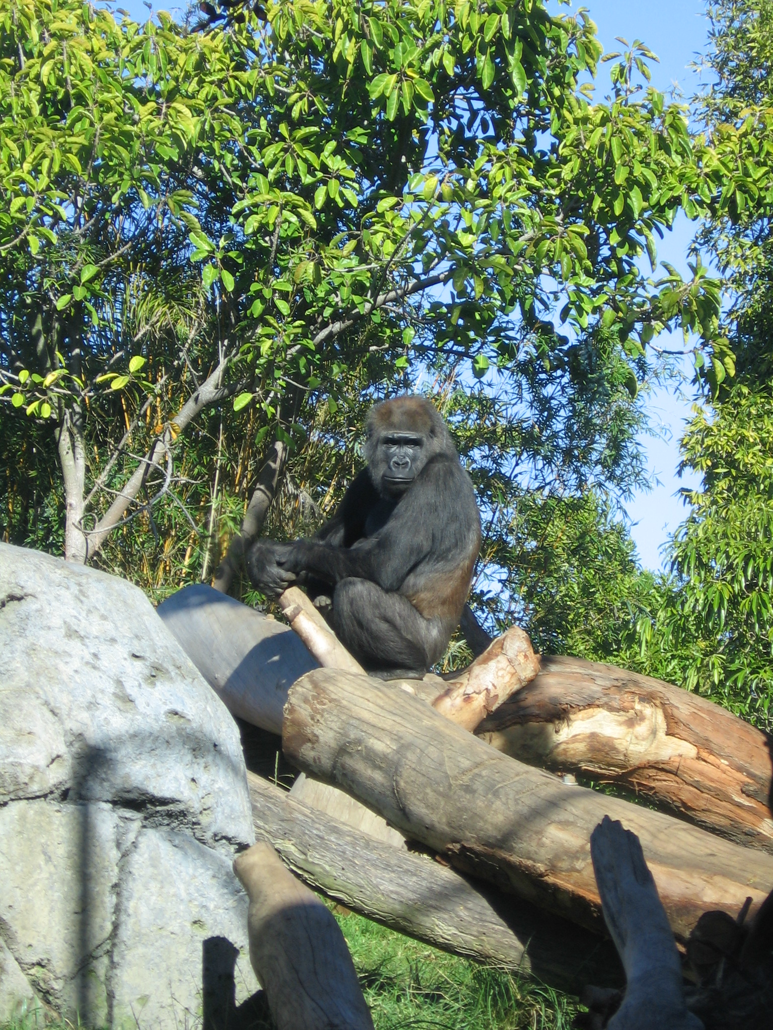 sdzoo_gorilla02.jpg