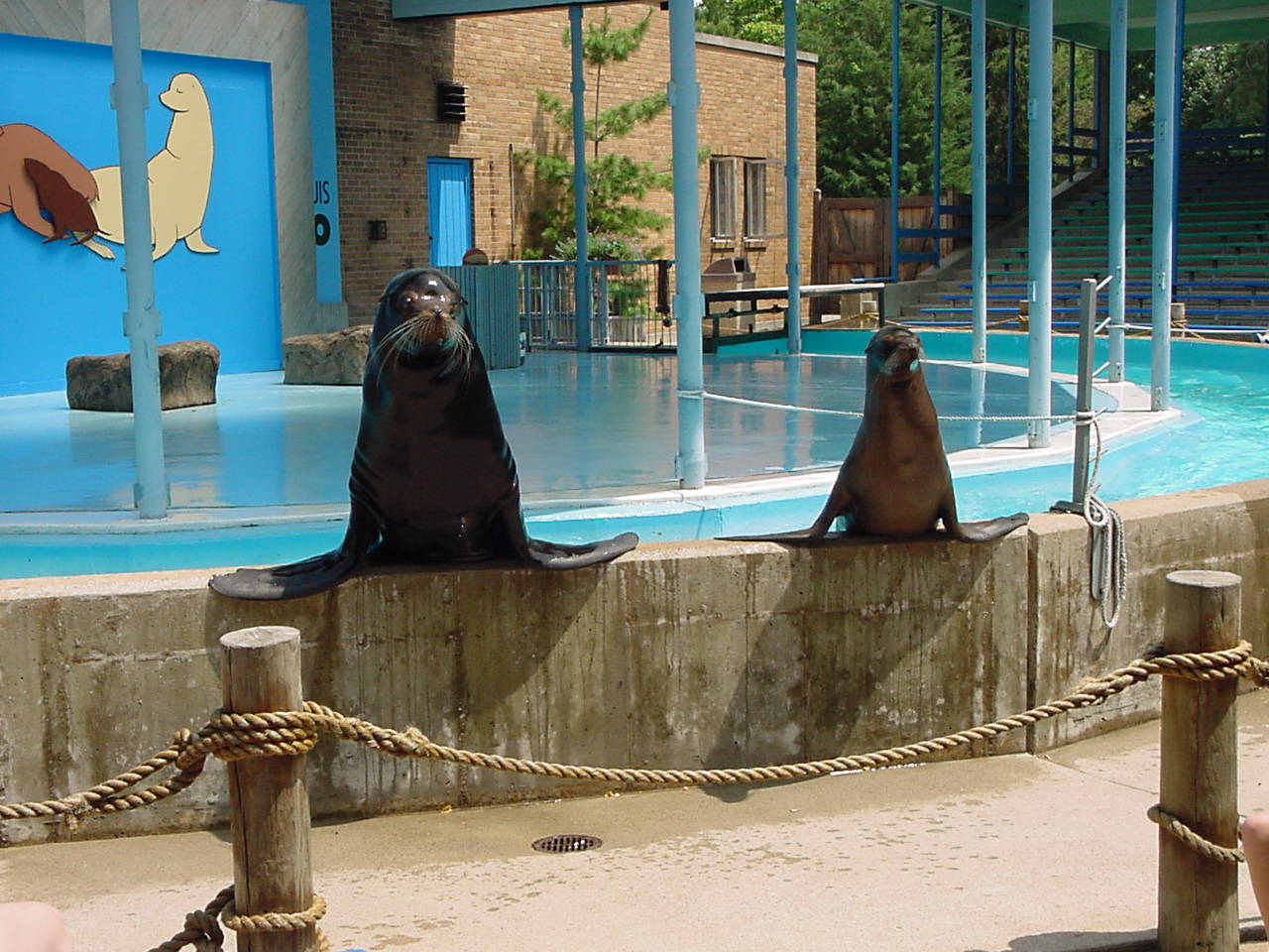 Sea Lions Show