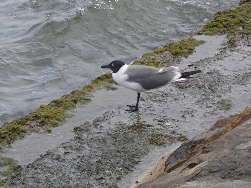 Seagull