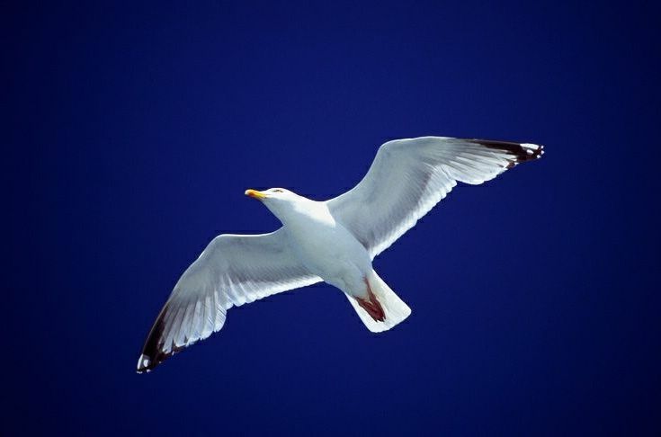 seagull42.jpg