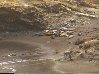 Sea lions on the California Coast near Monterey, California