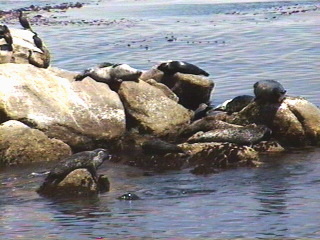 Sea lions at the Monterey Aquarium Monterey, California
