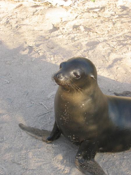 Sea Lion
