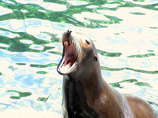 sealion21.jpg