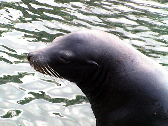 Sea Lion