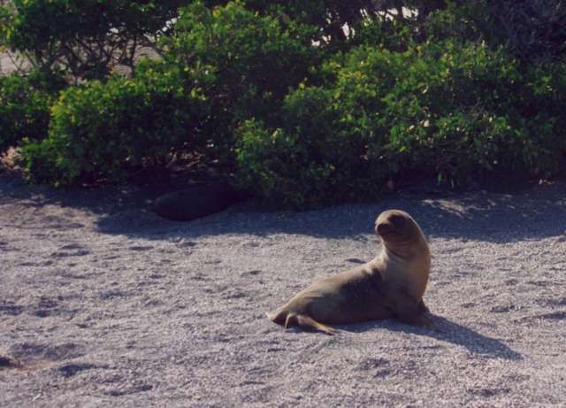 Sea lion on sand