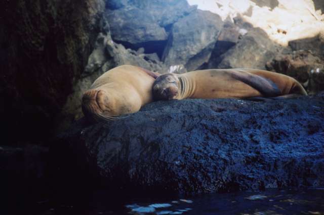 Sea lions sleeping