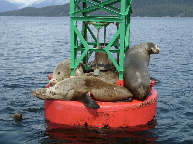 Seals on Buoy