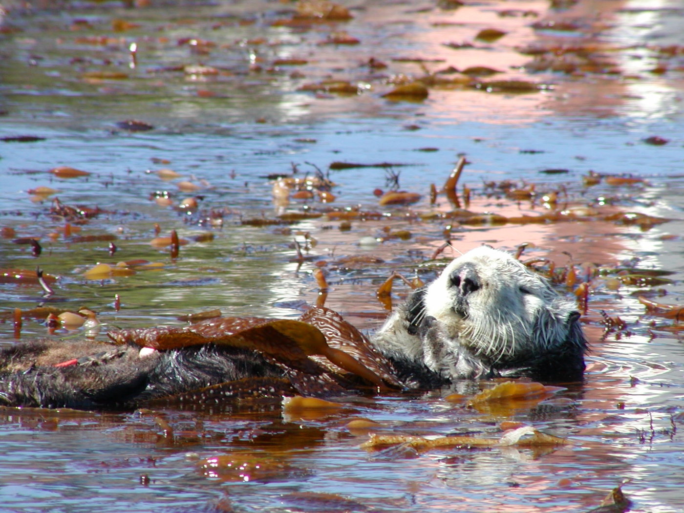 Sea Otter floating in Kelp Pics4Learning