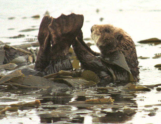 Sea otters at play