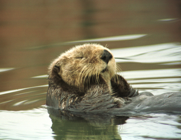 Sea Otter Close up