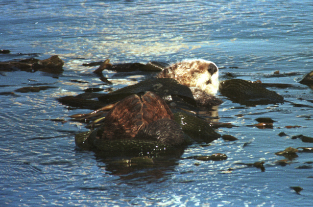 Sea ottter playing in the kelp