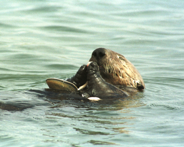 seaottermussell.jpg