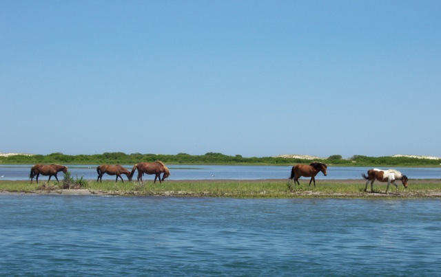 Seashore Horses