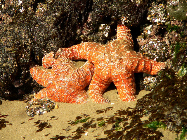 seastar03x.jpg