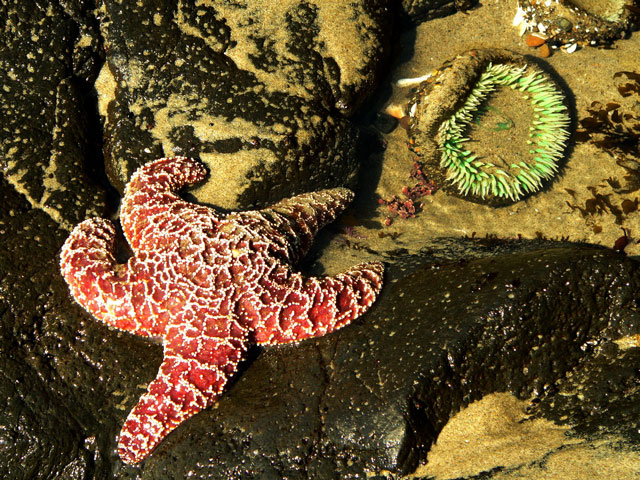 A leather seastar and a giant green anemone