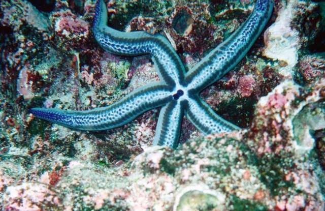 Sea star