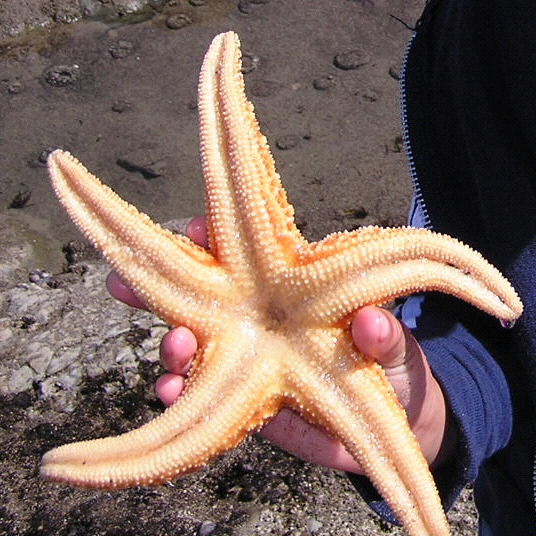 Underside of a sea star