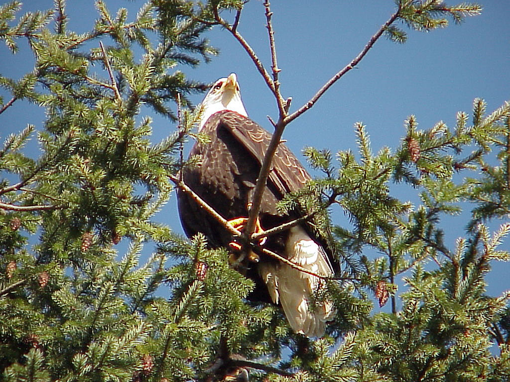 sechelteagle019.jpg