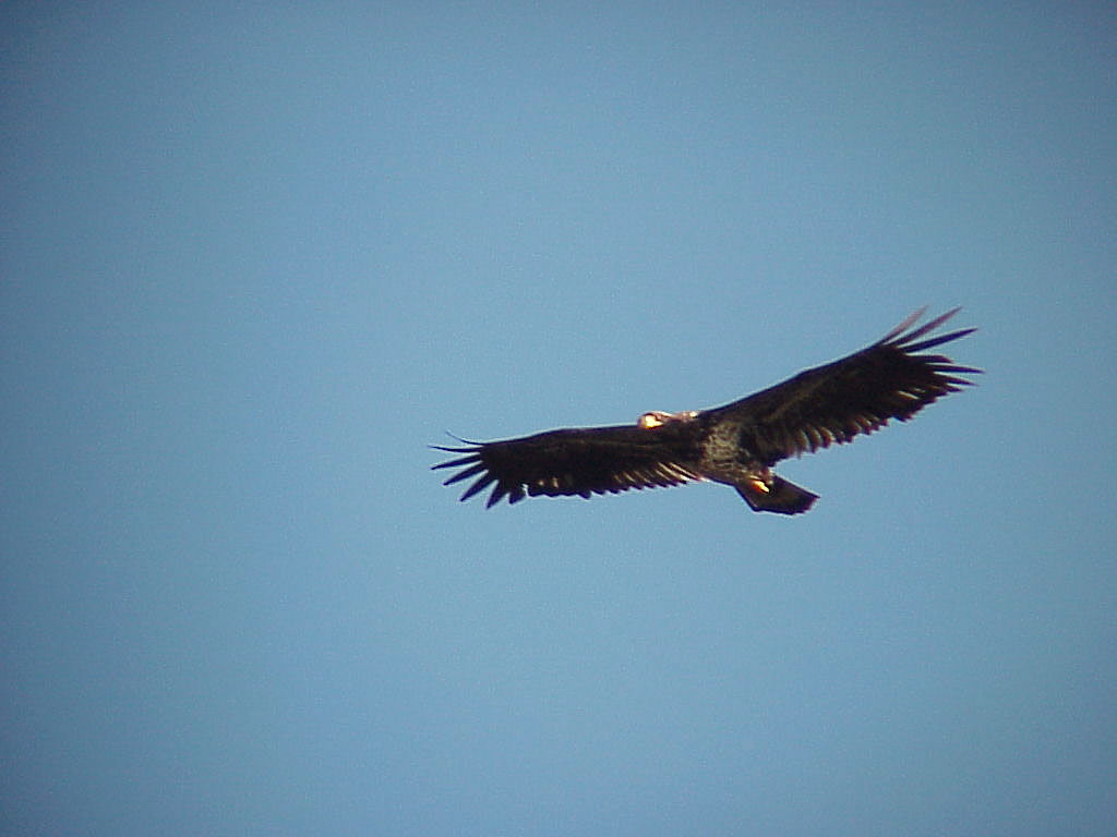 Female Bald Eagle In Flight