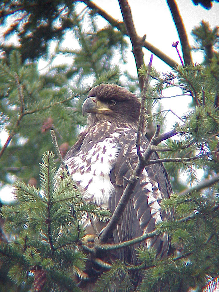 Female Bald Eagle