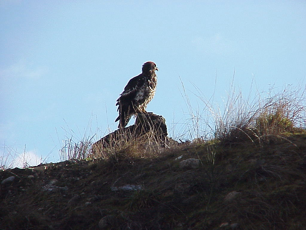 Female Bald Eagle