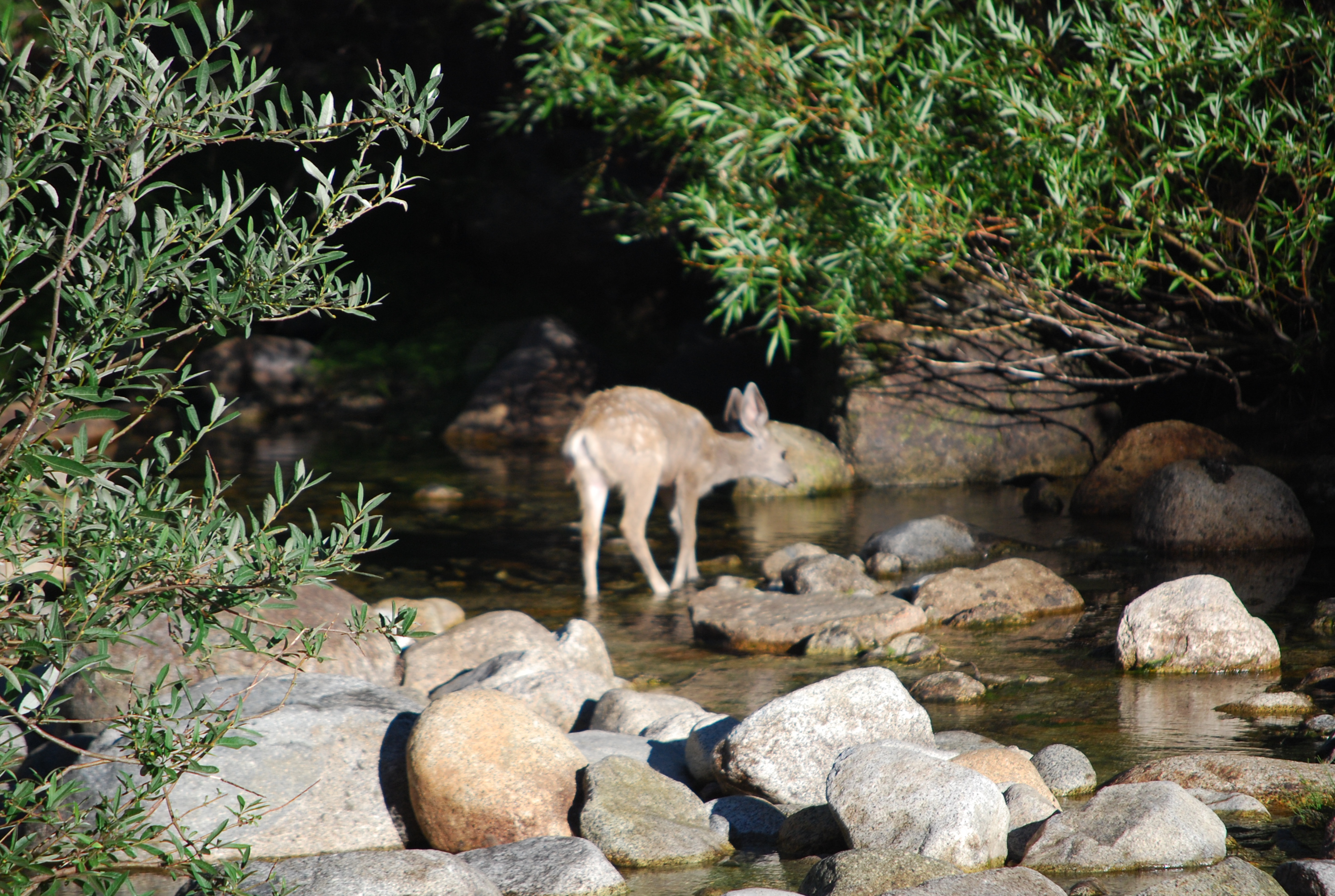 Fawn in River