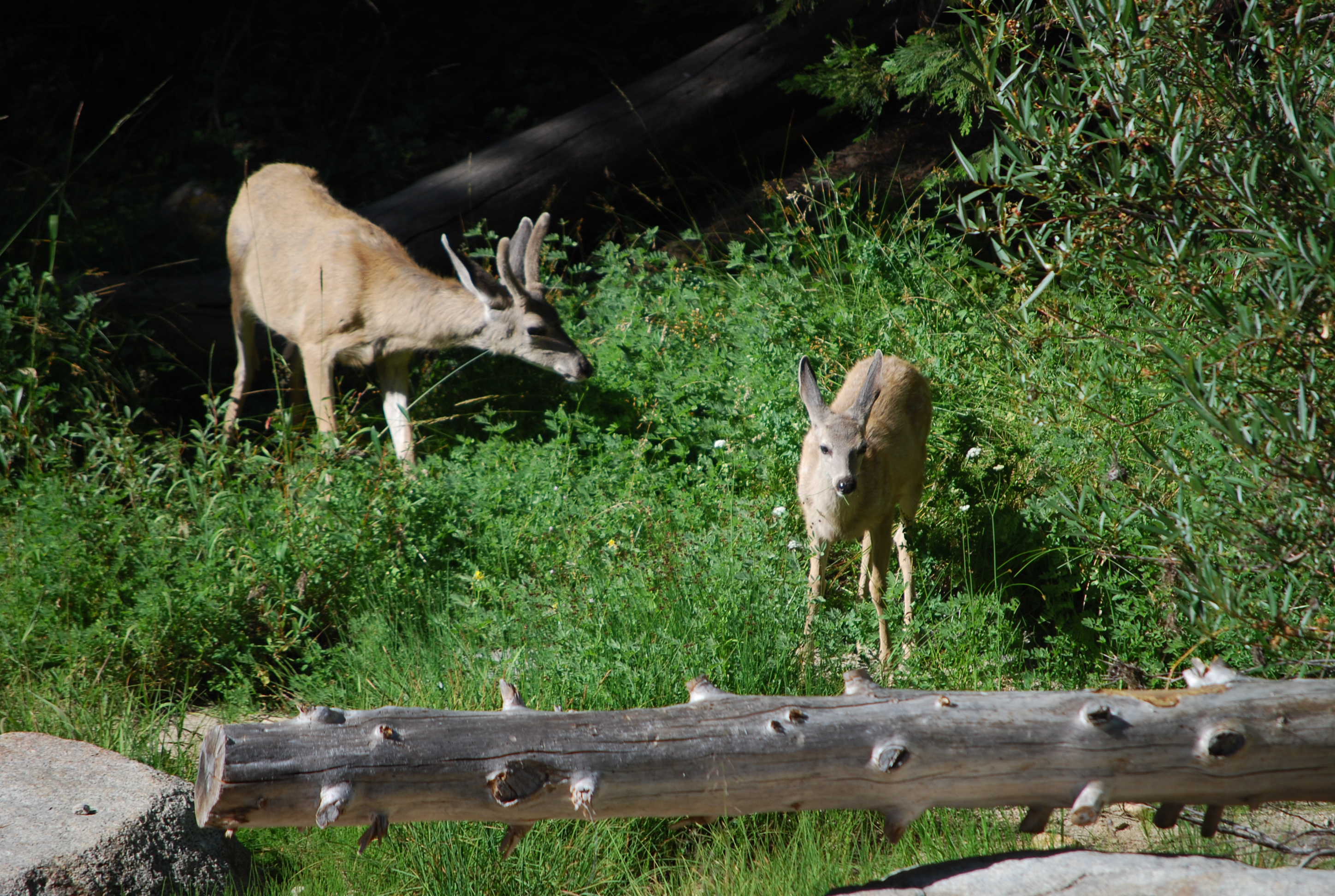 Deer grazing in campground