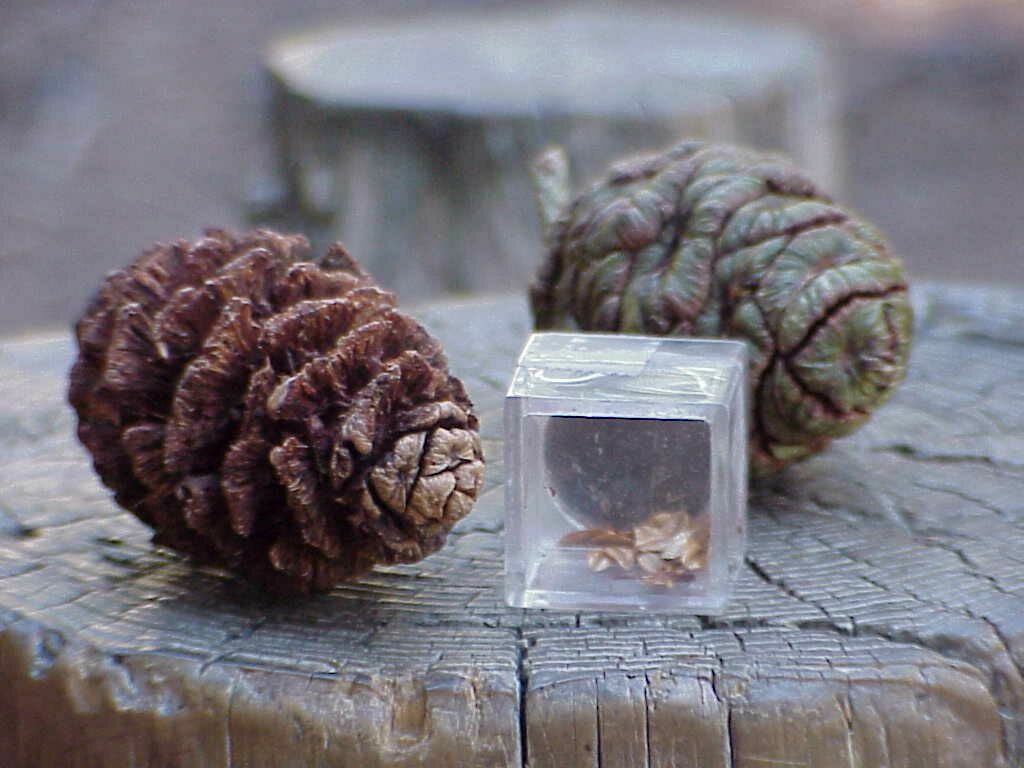 Sequoia Cones and seeds