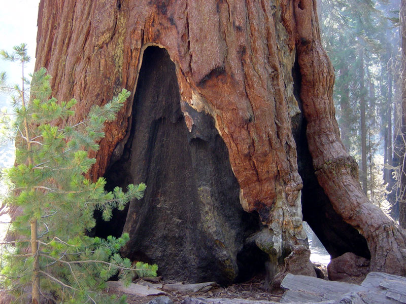 The reddish bark of the sequoia contains tannic acid, which protects the tree by keeping bugs away.