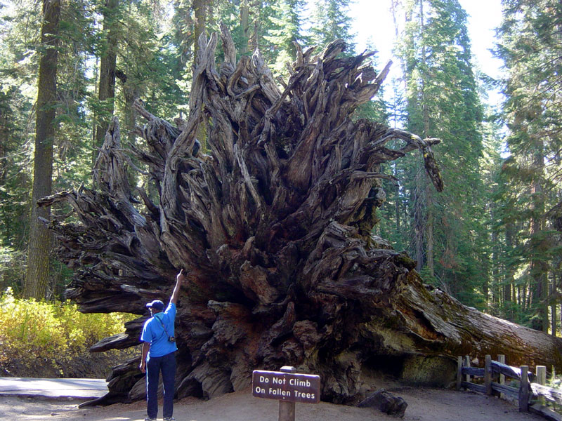 The Fallen Monarch fell over 300 years ago. The shallow roots explain why some of these trees are blown down by wind.