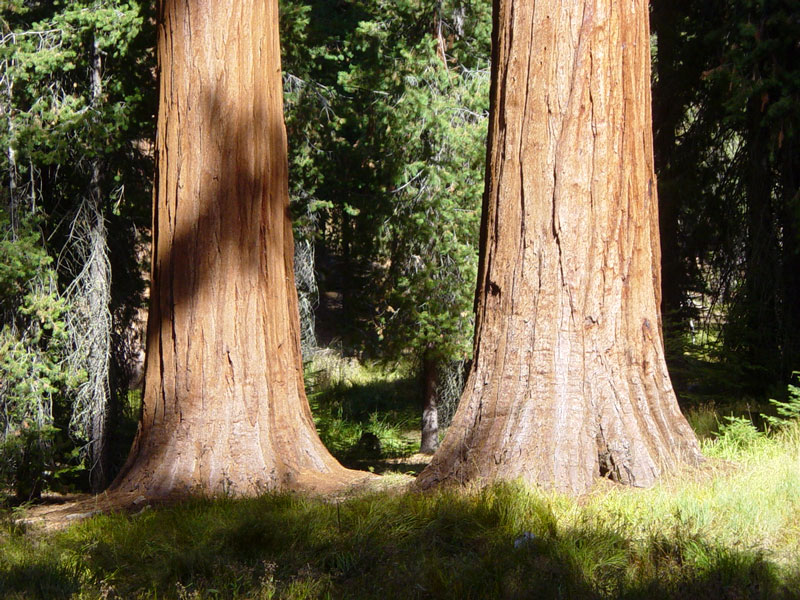 5kingdomsandcoolstuff / Sequoia Tree