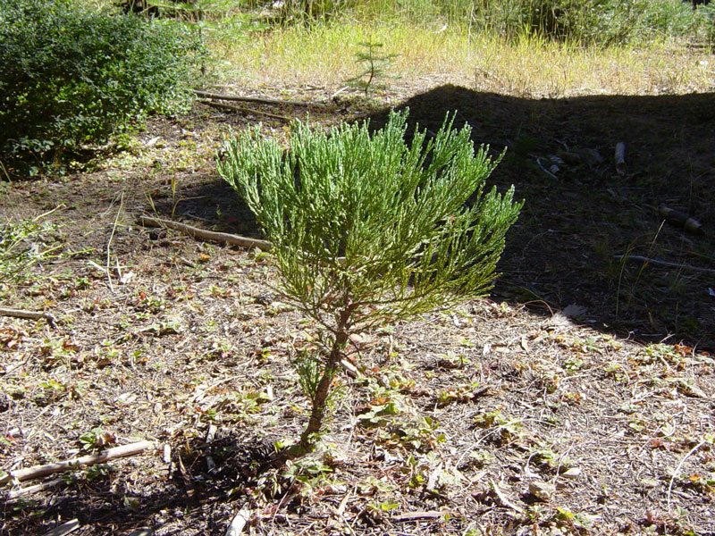 A sequoia sapling (young tree)