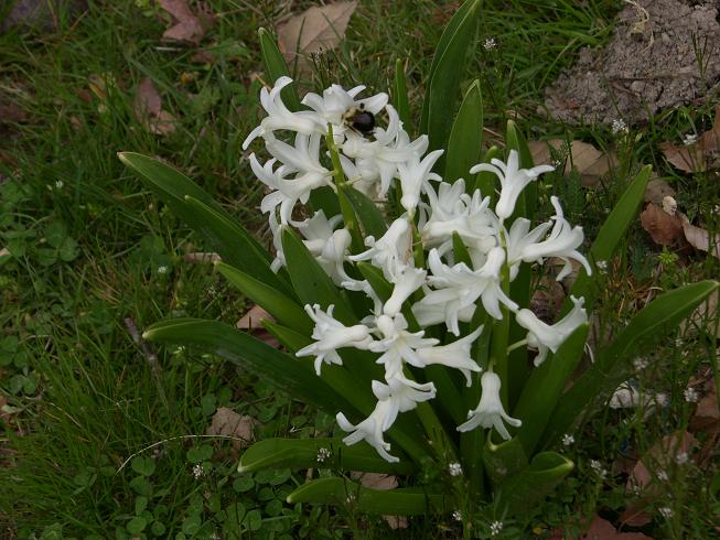 white hyacinth